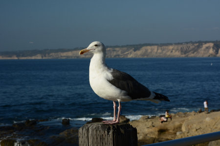 Two seagulls making noise while sitting on rocks by the beach in Portugal.の写真素材