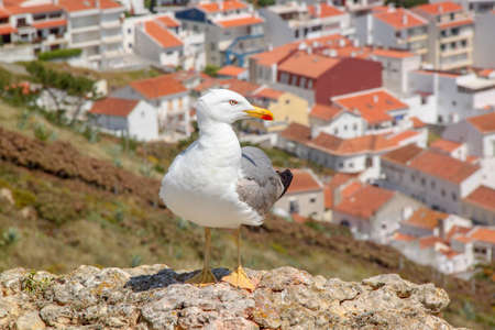 Seagull on a ridge above the sea in Portugal with village below.の写真素材