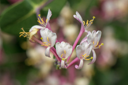 Pink and white honeysuckle blossoms in bloom on a sunny day in Israelの写真素材