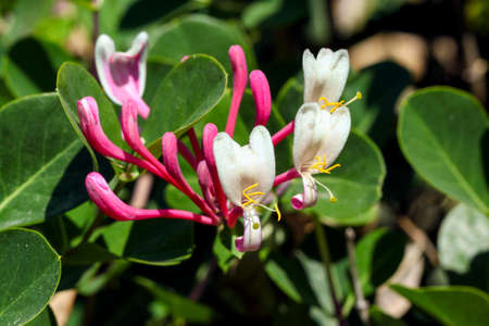 Pink and white honeysuckle blossoms in bloom on a sunny day in Israelの写真素材