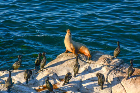Sea lions at sunset on the rocks at La Jolla Cove at San Diegoの写真素材