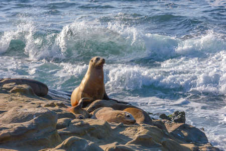 Sea lions at sunset on the rocks at La Jolla Cove at San Diegoの写真素材