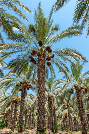 Palm trees loaded with ripe dates near the Sea of Galilee in Israelの写真素材