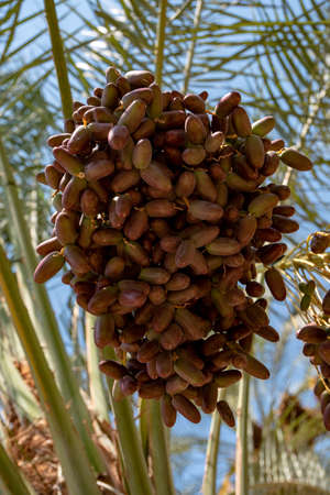 Close up of palm trees loaded with ripe dates near the Sea of Galilee in Israelの写真素材