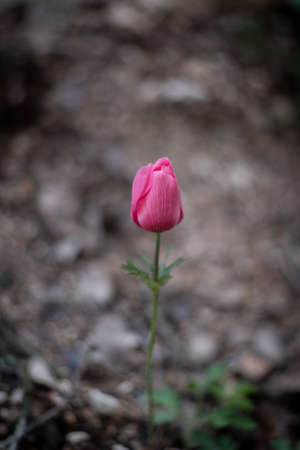 Beautiful wild pink Anemones growing in wooded areas and open meadows in Israelの写真素材