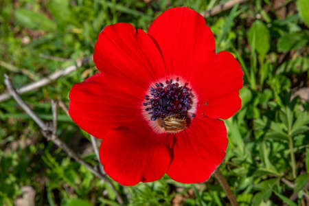 Beautiful wild red Anemones growing in wooded areas and open meadows in Israelの写真素材