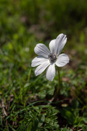 Beautiful wild white Anemones growing in wooded areas and open meadows in Israelの写真素材