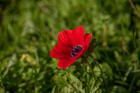 Beautiful wild red Anemones growing in wooded areas and open meadows in Israelの写真素材