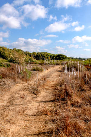 Drimia maritima, Sea onion, Sea Squill blooming along a dirt road in October in Israelの写真素材