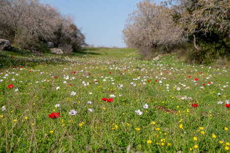 Beautiful wild colorful Anemones and other flowers growing in wan open meadow in Israelの写真素材