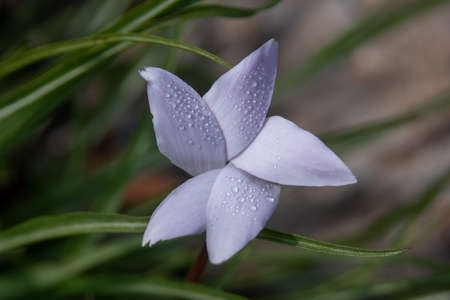 Beautiful wild Cyclamens growing near Kiryat Tivon in Northern Israel.の写真素材