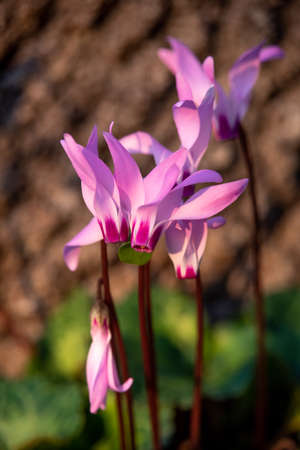 Beautiful wild Cyclamens growing near Kiryat Tivon in Northern Israel.の写真素材