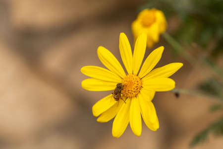 Wild yellow daisies with a bee in nature in rural northern Israelの写真素材