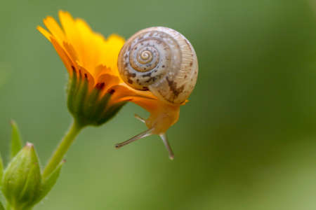 Close up of snail on yellow flower with green background in Israelの写真素材