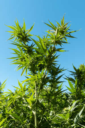 Bright green marijuana plants against a blue sky at a legal marijuana farm in northern California, USAの写真素材