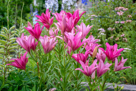 Beautiful day lilies with blurred background growing a garden in rural Minnesota, USAの写真素材