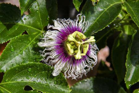 Close up of purple and white Passionflower with green blurred natural background in Israelの写真素材