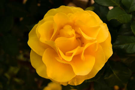 Beautiful single yellow rose with natural green blurred background in Israelの写真素材