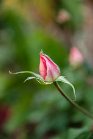 Beautiful single rose with natural green blurred background in Israelの写真素材