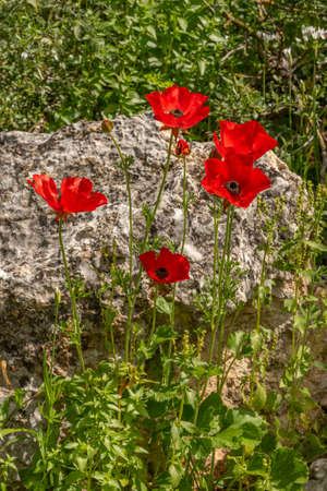 Beautiful wild red Anemones growing in wooded areas and open meadows in Israelの写真素材