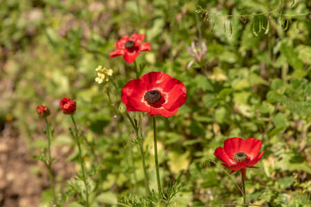 Beautiful wild red Anemones growing in wooded areas and open meadows in Israelの写真素材