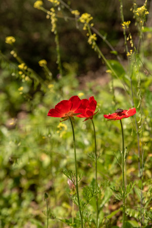 Beautiful wild red Anemones growing in wooded areas and open meadows in Israelの写真素材