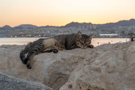 Stray cat laying on a boulder at sunset in Eilat, Israelの写真素材