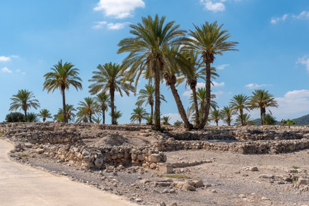Palm trees growing at Tel Megiddo National Park in northern Israel