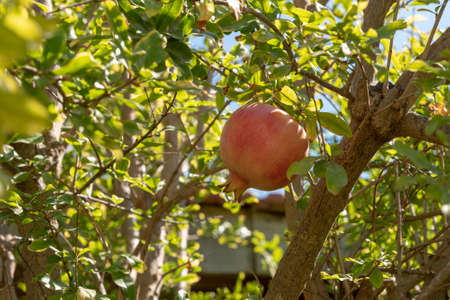 Ripe pomegranate hanging on a tree at Tel Megiddo in Israel
