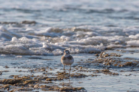 A Kentish Plover a very small water bird looking for food in the waters of the Mediterranean Sea near Haifa, Israelの写真素材