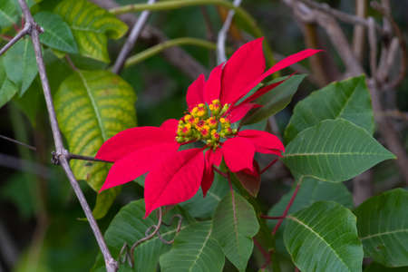 Gorgeous large red Poinsettia tree that blooms in December outdoors in Israelの写真素材