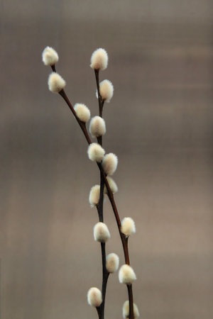 Springtime pussy willow on display in a village in northern Italy