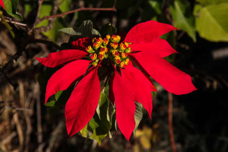 Gorgeous large red Poinsettia tree that blooms in December outdoors in Israelの写真素材
