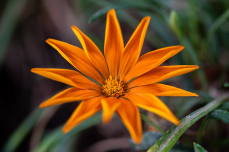 Close up of beautiful, colorful yellow and black Gazania flower on a sunny day in Israelの写真素材