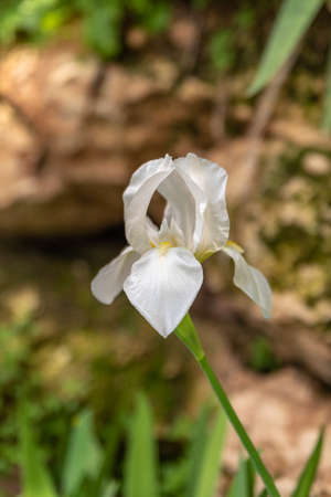 Elegant single white Iris isolated on a sunny day in Israel