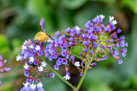 Delicate purple Sea Lavender,  Statice, Limonium perezii, with Teddy Bear Bee in my garden in Israel