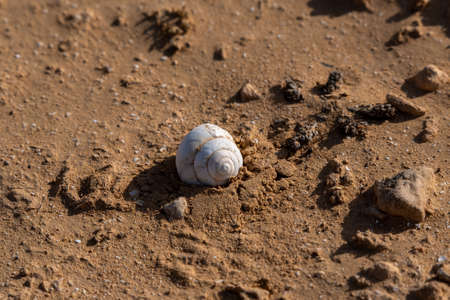 Empty snail shell on the sand in the Negev desert in southern Israel