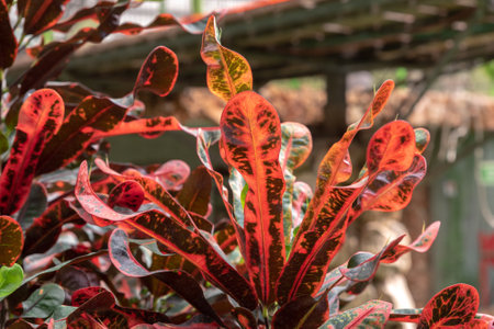 Multi colored plant Croton Mammy in shades of red and green in Israel