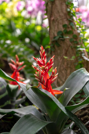 Close up of beautiful red and white Aechmea Bromeliad flowers in Israelの写真素材
