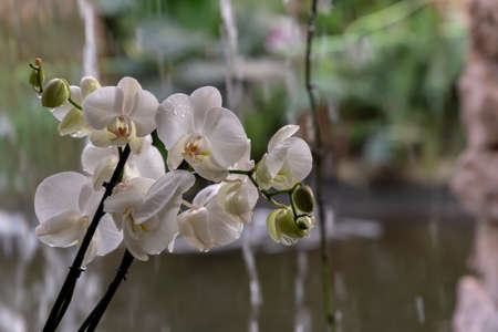 Beautiful white orchids with a natural blurred colorful background in Israel