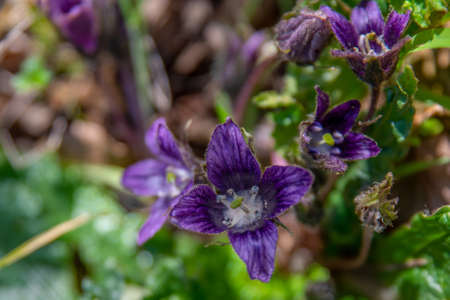 Mandragora or mandrake a purple wildflower that grows in the Winter in Israel