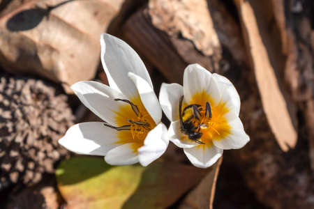 Delicate white and yellow winter Crocus in the woodlands in Israel
