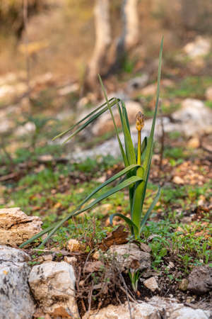 The buds of the wild white Asphodel plant growing up in the middle of the plant on a wooded slope in Kiryat Tivon, Israelの写真素材