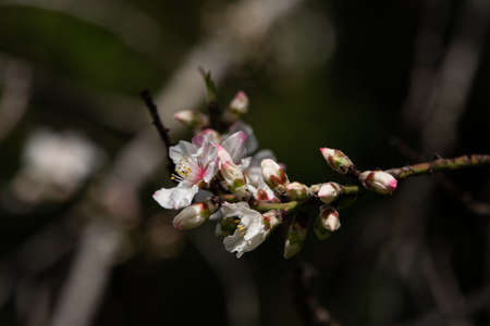 Beautiful, delicate early Spring almond blossoms in Kiryat Tivon Israelの写真素材
