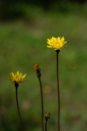 Yellow dandelion growing wild on a wooded slope in Kiryat Tivon in rural northern Israelの写真素材