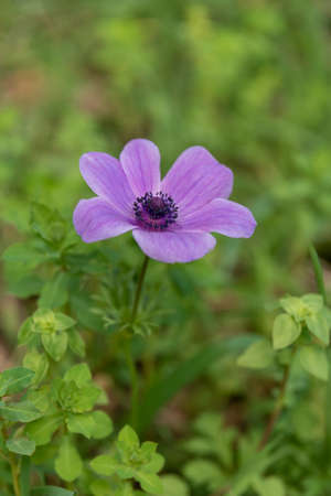 Beautiful wild purple Anemones growing in wooded areas and open meadows in Israelの写真素材
