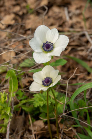 Beautiful wild white
 Anemones growing in wooded areas and open meadows in Israel