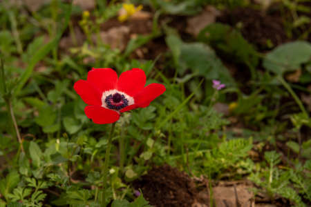Beautiful wild red Anemones growing in wooded areas and open meadows in Israelの写真素材