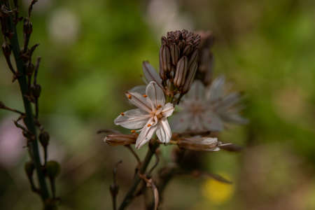 Close up of wild white Asphodel in nature in rural northern Israelの写真素材