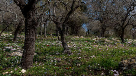 Woodland slope with lots of wildflowers including cyclamens, anemones and asphodels in northern Israel near Kiryat Tivon.の写真素材
